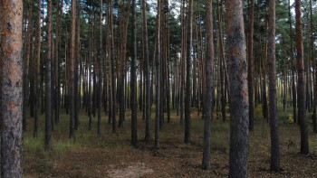 Ограничение на посещение лесов Липецкой области продлили до 11 сентября