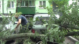  В Липецке дерево упало сразу на два автомобиля