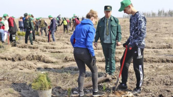 В районе Силикатных озер в Липецке посадят более 7000 сосен и берез