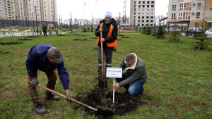 Компания ОДСК вместе с дирекцией парка «Европейский» высадила деревья в одноименном микрорайоне