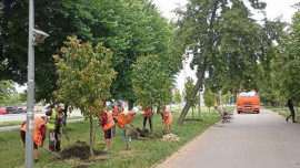 80 лип высадили в Гагаринском сквере Липецка