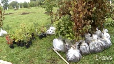 Почти сотню новых деревьев высадили в Череповце