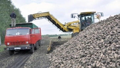  Сахарной свеклы в регионе убрано уже 87 процентов