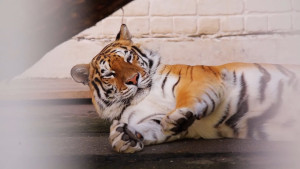 Липецкий зоопарк отметил 52-летие