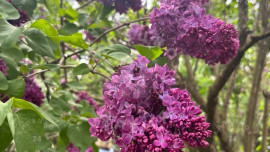 Фестиваль «Сиреневый рай» собрал гостей из Липецкой области и соседних регионов