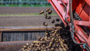 В Липецкой области началась уборка картофеля