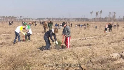 В районе Силикатных озер посадят лес