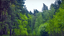 В Липецкой области продлили ограничение на посещение лесов 