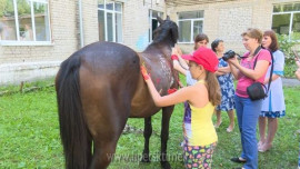 Грязинские школьники разрисовали живых лошадей