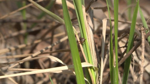 836 детей в Липецкой области покусали клещи в 2025 году 