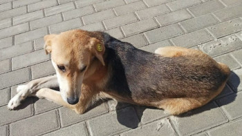 В Липецкой области отловили почти 2 тысячи безнадзорных животных с начала года