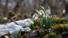 9 лет тюрьмы можно получить за сорванный подснежник