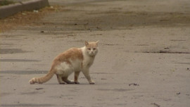 Ельчанин заколол кота вилами