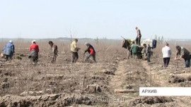 В Липецке высадят 60 гектаров леса