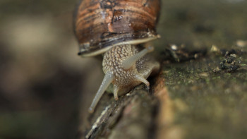 Улиточная ферма в Липецкой области встречает гурманов со всей страны