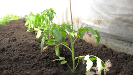 Майская температура подкинула сложностей липецким дачникам