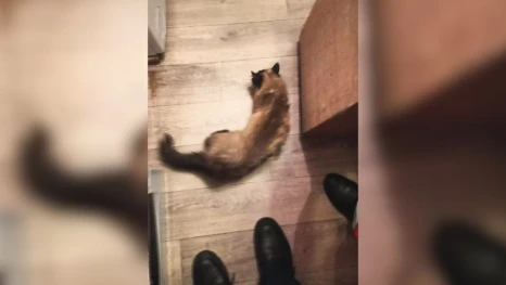 Спасатели вызволили кошку из-под газовой плиты в Липецке