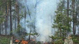 Площадь возгорания в воронежском заповеднике увеличилась до 300 гектаров