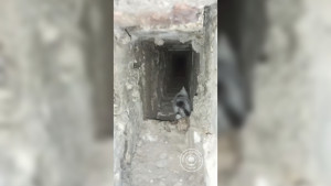 Липецкие спасатели вытащили котёнка из вентиляционной шахты общежития