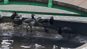 В Липецке привили почти 2 000 птиц от гриппа