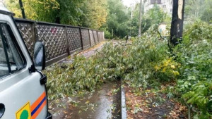 При сильном ветре липчан просят не парковать машины под деревьями