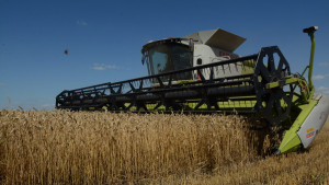 Две тысячи комбайнов трудятся в полях Липецкой области