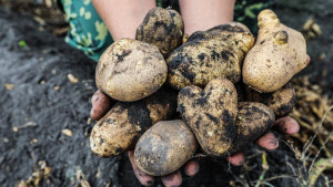 В Липецкой области собрали 130 тыс. тонн картофеля
