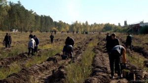 На окраине Липецка появилась новая сосновая роща (видеосюжет)