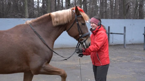 10 лошадей и 4 пони помогают в реабилитации в центре «Сосновый бор»