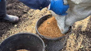 В лесных питомниках Липецкой области стартовала осенняя посевная кампания