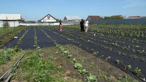 Соцконтракт помог создать крупнейшее в Липецкой области подсобное хозяйство по выращиванию ягод