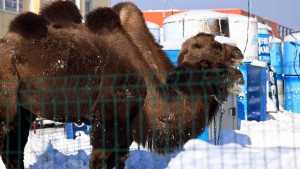 Корреспонденты «Липецкого времени» навестили верблюдов на Европейском