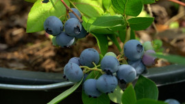 Садовод из Липецкой области выращивает голубику