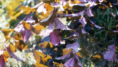 32 декоративные яблони высадили у Быханова сада в Липецке