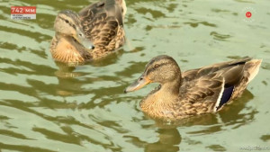 В Липецке отремонтировали чашу Комсомольского пруда