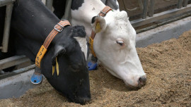 Роботы доят коров на новом животноводческом комплексе в Липецкой области