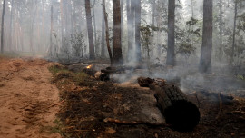 Особый противопожарный режим продлили в лесах Липецкой области