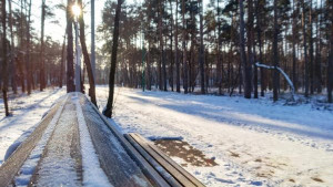 Последняя рабочая неделя января в Липецке будет морозной и бесснежной