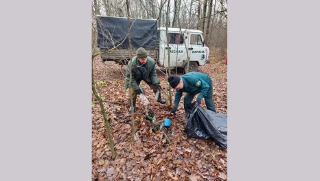 В лесах Липецкой области продолжается уборка мусора