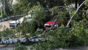 В Липецке береза упала на припаркованный у дома автомобиль