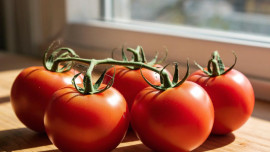 В тепличных комплексах Липецкой области собрано 95 тыс тонн овощей закрытого грунта