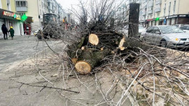 В Липецке на улицах Космонавтов и Виктора Музыки спилят 20 аварийных деревьев