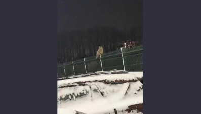 Ушастая сова прилетела в Липецк на День зимующих птиц