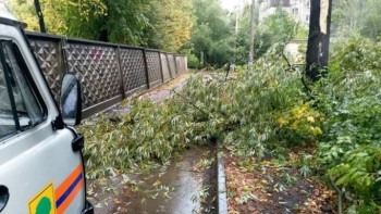 При сильном ветре липчан просят не парковать машины под деревьями