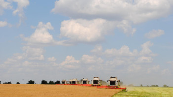 Больше 350 тысяч тонн масличных уже собрали липецкие аграрии