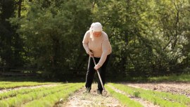 Почти 300 гектаров нового леса высадят в 2026 году в Липецкой области