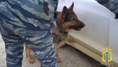 Служебная собака Сильва вывела полицию на след крупной партии наркотиков под Липецком