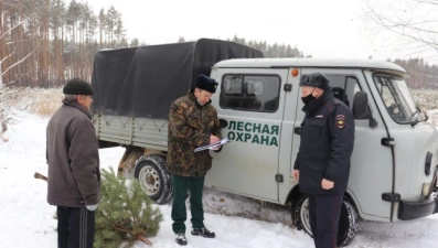 Ели и сосны региона возьмут под усиленную охрану