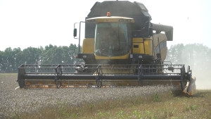 Липецкая область вошла в топ-3 в ЦФО по урожайности зерна