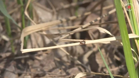 С начала сезона в Липецкой области клещи покусали уже 188 человек